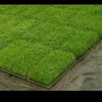 تیم نشا هاشمی درجه ۱