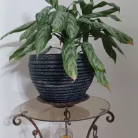 گلدان و پایه|گل و گیاه طبیعی|قم, بنیاد|دیوار