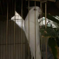 عروس هلندی|پرنده|قم, حنیف نژاد|دیوار