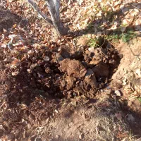 خدمات باغبانی دنیای نوین