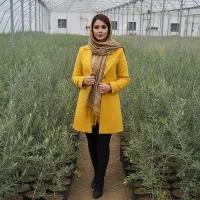 فروش نهال زیتون لیبل دار با ضمانت5 سال ارسال فوری