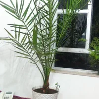 گل خرما