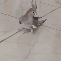 دو عدد عروس هلندی البینو(مرواریدی) و گل باقالی|پرنده|بیرجند, |دیوار