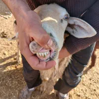 میش زاییده|حیوانات مزرعه|تربت جام, جامرود|دیوار