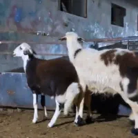 بره قوچ|حیوانات مزرعه|تربت جام, جلگه موسی آباد|دیوار