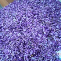 گل زعفران فروشی