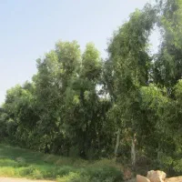 هرس کردن وقطع درختان مزاحم باغات اکالیپتوس و غیره