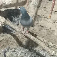 کبوتر در پرنده