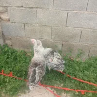 بوقلمون بزرگ جوان