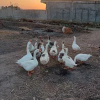 تخم غاز|حیوانات مزرعه|مزرعه کتول, |دیوار