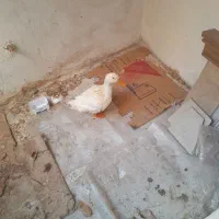 اردک ماده