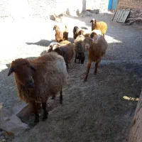 گوسفندشیشک|حیوانات مزرعه|سرولایت, |دیوار