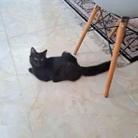 گربه ۴ماهه نر بسیار مهربون