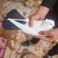 نر دم سیاه ۴۰سانتی