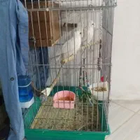 عروس هلندی آلبینو.معاوضه