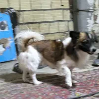 سگ پا کوتاه نر ق یمت خوب معاوضه با کفتر