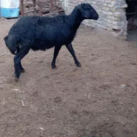 دو راس شیشک قوچ قره قزل لخت|حیوانات مزرعه|آوج, |دیوار