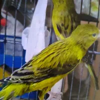 جوجه قناری سبز علیخانی