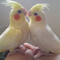 عروس هلندی|پرنده|قم, پردیسان|دیوار