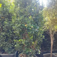 خدمات باغبانی تعویض خاک گلدون کاشت گل هرس درختان|خدمات باغبانی و درختکاری|اسلامشهر, شهرک قائمیه|دیوار