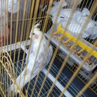 پرنده عروس هلندی