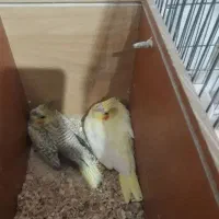 عروس هلندی سرلاکی همه نژاد|پرنده|قم, نوبهار|دیوار