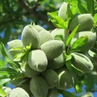 پیش فروش نهال بادام خوشه ای|خدمات باغبانی و درختکاری|اقبالیه, |دیوار