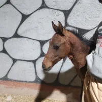 کره نر 5ماه عرب|اسب و تجهیزات اسب‌سواری|باقرشهر, |دیوار