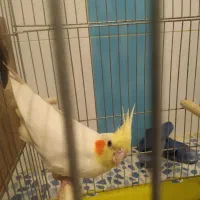 عروس هلندی|پرنده|بهبهان, |دیوار