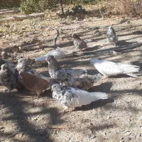 تعداد کبوتر سرور نکریز نک جمفروشی یکجا|پرنده|ساروق, |دیوار