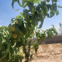 باغ ۵۰۶متری باآب وسندملکی ماریان|فروش خانه و ویلا|مشهد, توس (بلوار توس)|دیوار