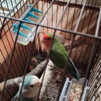 عروس هلندی طوطی برزیلی|پرنده|ری, اقدسیه|دیوار