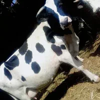 کاو|حیوانات مزرعه|شیراز, شاپورجان|دیوار