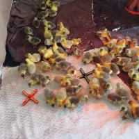 فروش جوجه غاز و قوغاز لیندا و آفریقای