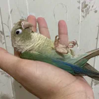 راهب گرینچیک|پرنده|تربت‌حیدریه, آسایش|دیوار