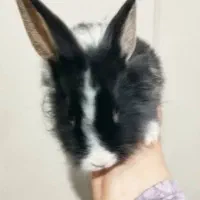 بچه خرگوش های دو رگه|موش و خرگوش|قوچان, |دیوار