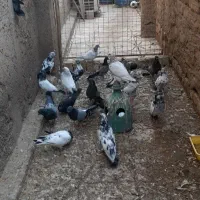 کبوتر|پرنده|منجیل, |دیوار