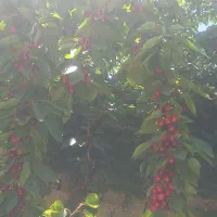 گیلاس تک دانه فردو