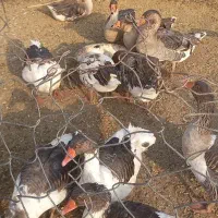 ۱۰ ۱۵ عدد قاز وه قوقاز فروش