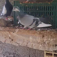 چند کبوتر آس|پرنده|ماسال, |دیوار