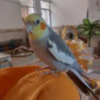 عروس هلندی نر گمشده