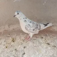 ۸ تا حیون|پرنده|تهران, مشیریه|دیوار