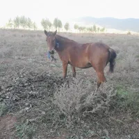 کره اسب ماده..معاوضه با گوسفند یا بز