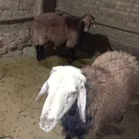 میش و بره|حیوانات مزرعه|سربند, |دیوار