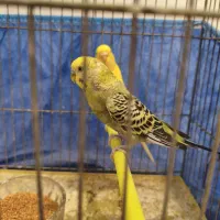 انواع مرغ عشق اسپانگل و هلندی با قفس|پرنده|شیراز, شهرک والفجر|دیوار