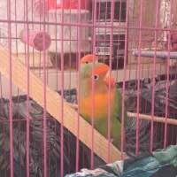 طوطی برزیلی|پرنده|فردیس, شهرک ناز|دیوار