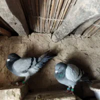 کبوتر آلمانی و رنگی و...