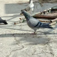 دمگیر|پرنده|اصفهان, شاهد|دیوار