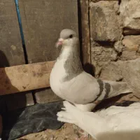 کبوتر|پرنده|تاکستان, |دیوار