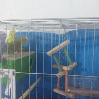 یک جفت مرغ عشق با کلیه تجهیزات|پرنده|قزوین, |دیوار